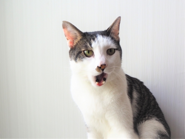 圧倒的なアウトプット量